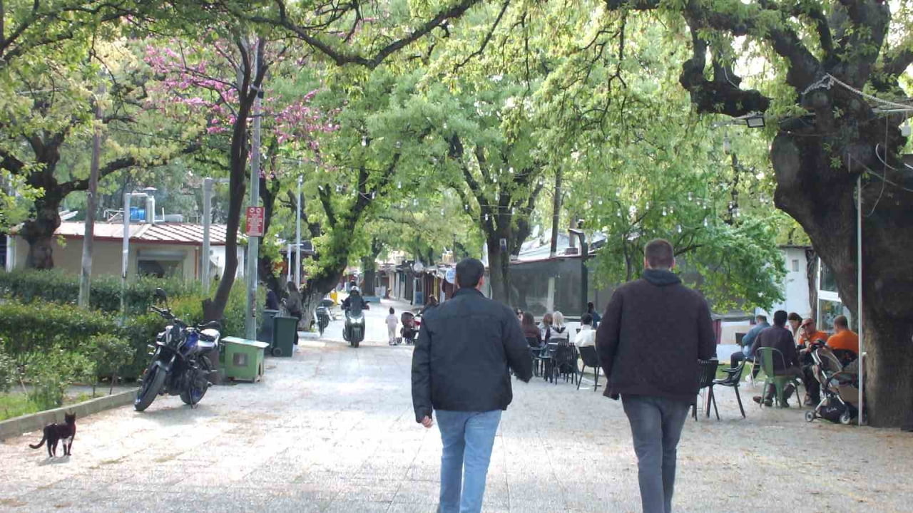 BALIKESİR'İN BURHANİYE İLÇESİNDE, TURİSTİK ÖREN SAHİLİNDE YER ALAN BİN 620 ADET TARİHİ MEŞE AĞACI...