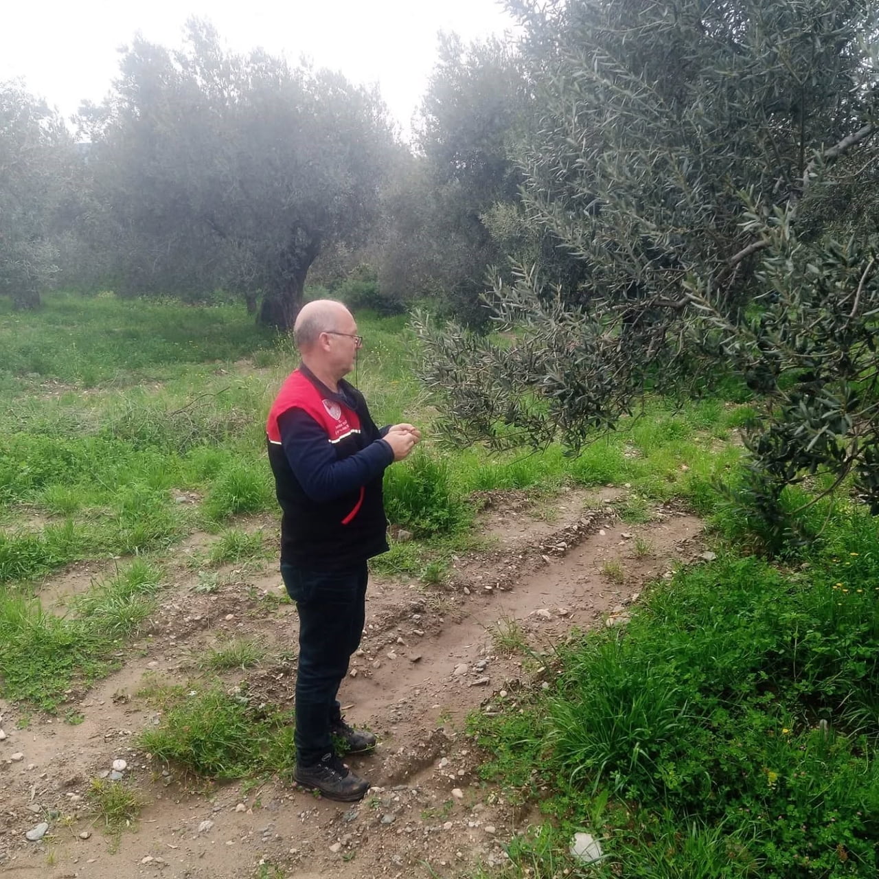 BALIKESİR'İN EDREMİT İLÇESİNDE ZEYTİN ÜRETİMİNDE VERİM VE KALİTEYİ ARTIRMAK AMACIYLA İLÇE TARIM VE...