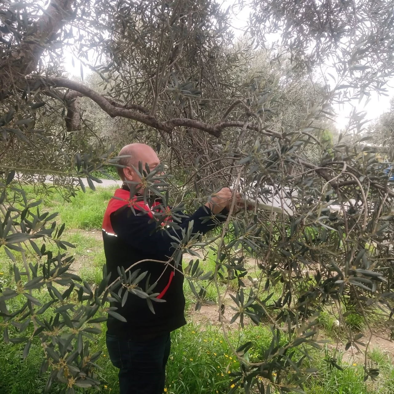 BALIKESİR'İN EDREMİT İLÇESİNDE ZEYTİN ÜRETİMİNDE VERİM VE KALİTEYİ ARTIRMAK AMACIYLA İLÇE TARIM VE...