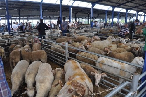 BALIKESİR’DE ŞAP ALARMI: HAYVAN PAZARLARI KAPATILDI