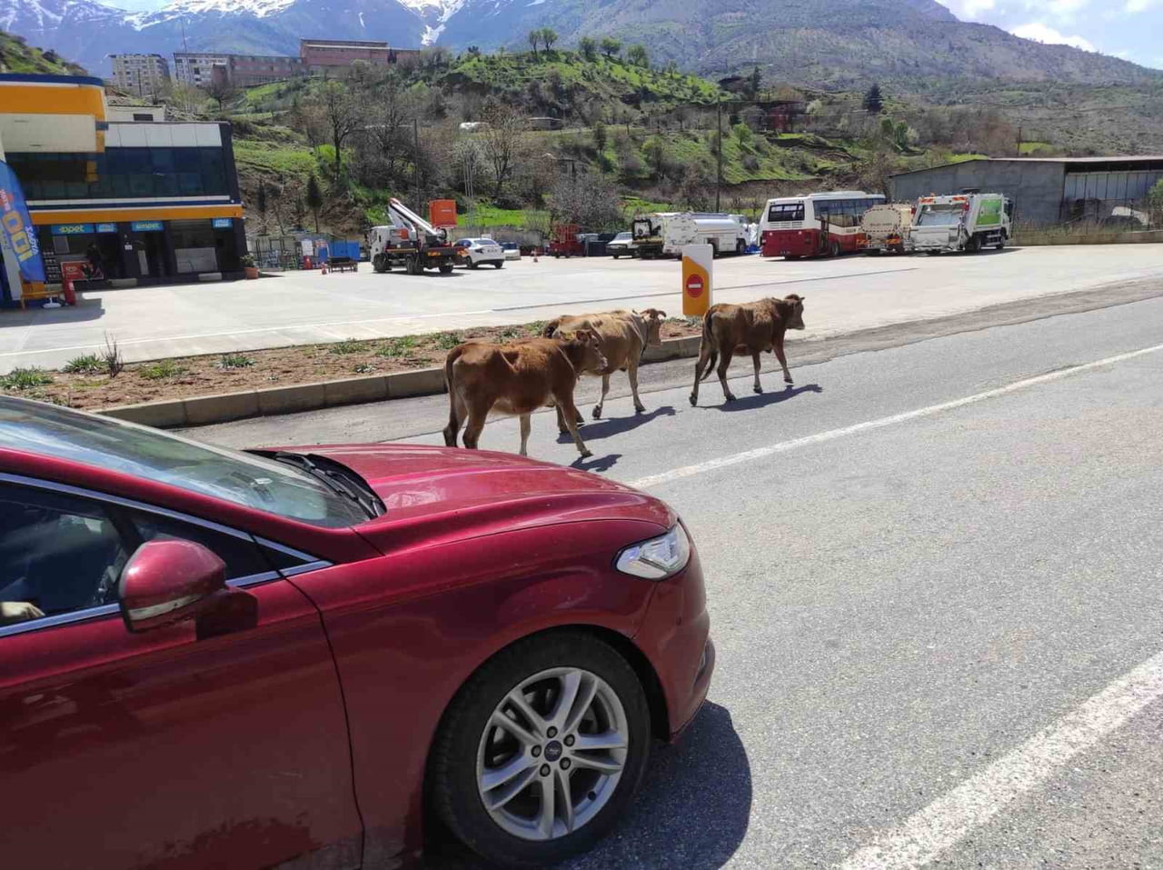 BATMAN'DA ANA YOLA ÇIKAN BAŞIBOŞ HAYVANLAR SÜRÜCÜLLERE ZOR ANLAR YAŞATIYOR