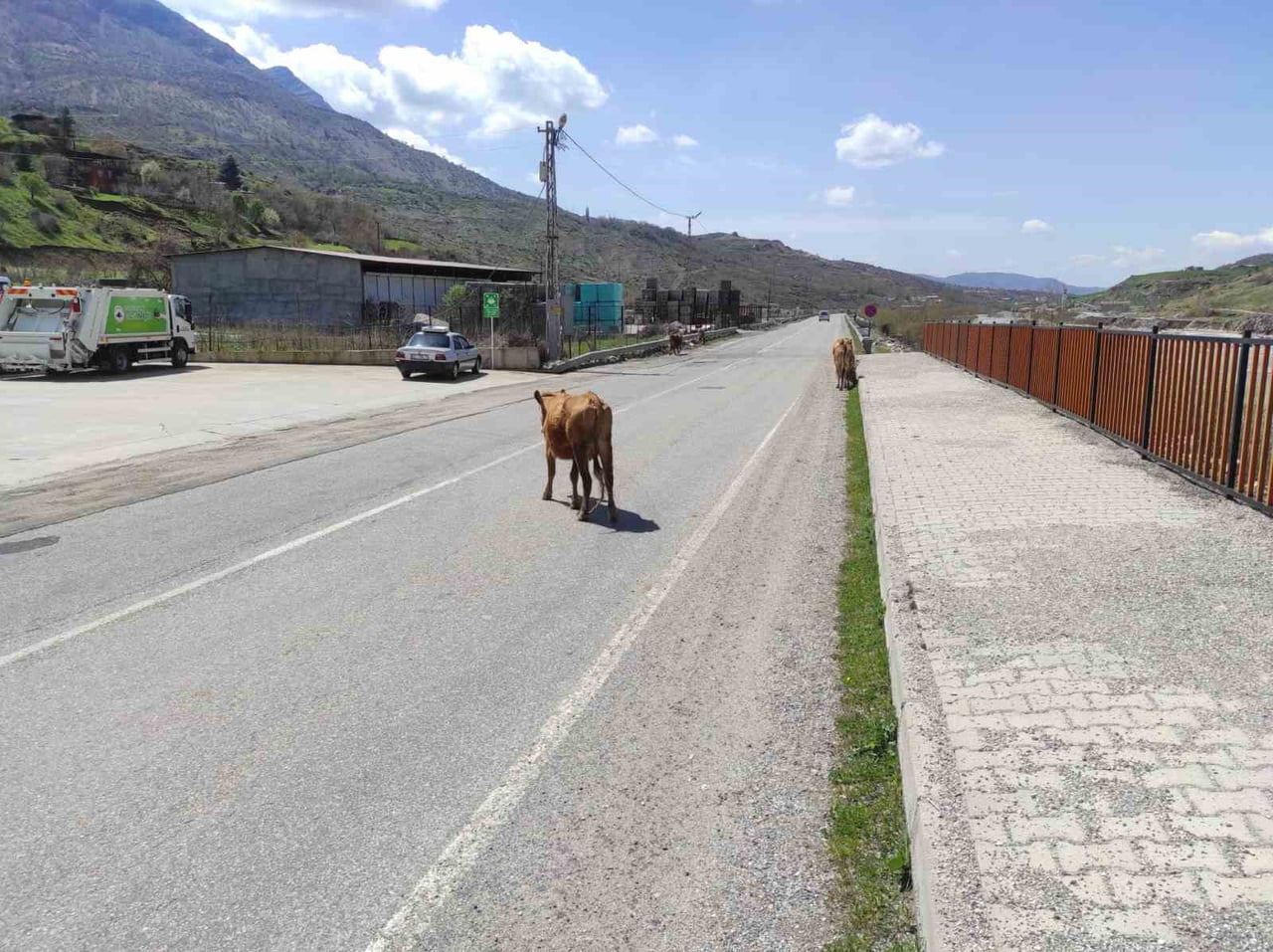 BATMAN'DA ANA YOLA ÇIKAN BAŞIBOŞ HAYVANLAR SÜRÜCÜLLERE ZOR ANLAR YAŞATIYOR