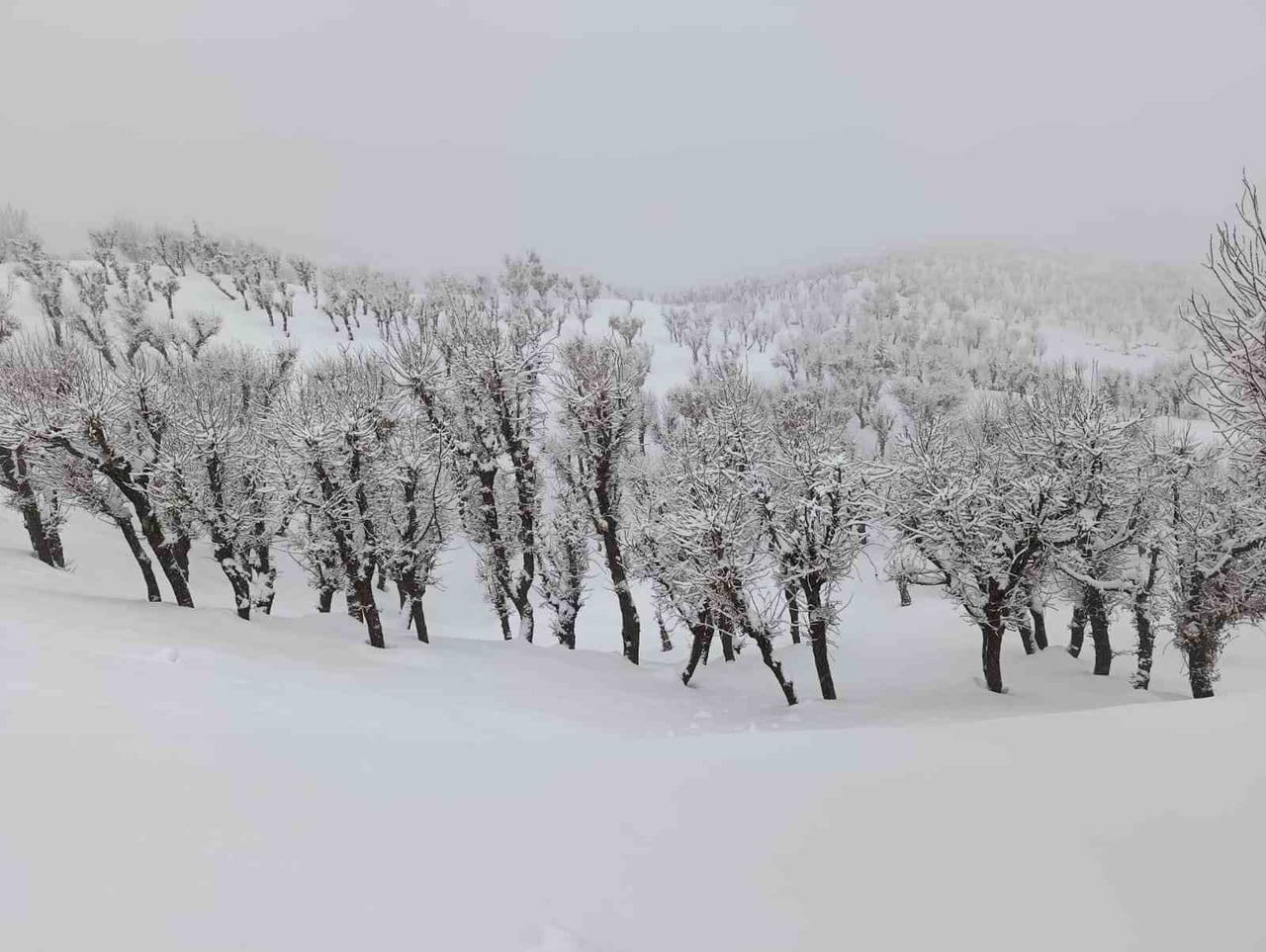 BATMAN'DA NİSAN AYININ ORTASINDA ETKİLİ OLAN KAR YAĞIŞI, ÖZELLİKLE HAYVANCILIKLA UĞRAŞAN...