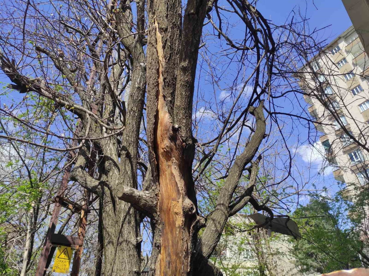 BATMAN'DA SON DÖNEMDE YAŞANAN ANİ HAVA DEĞİŞİMLERİ, MEYVE ÜRETİCİLERİNİ OLUMSUZ ETKİLEDİ. KISA...