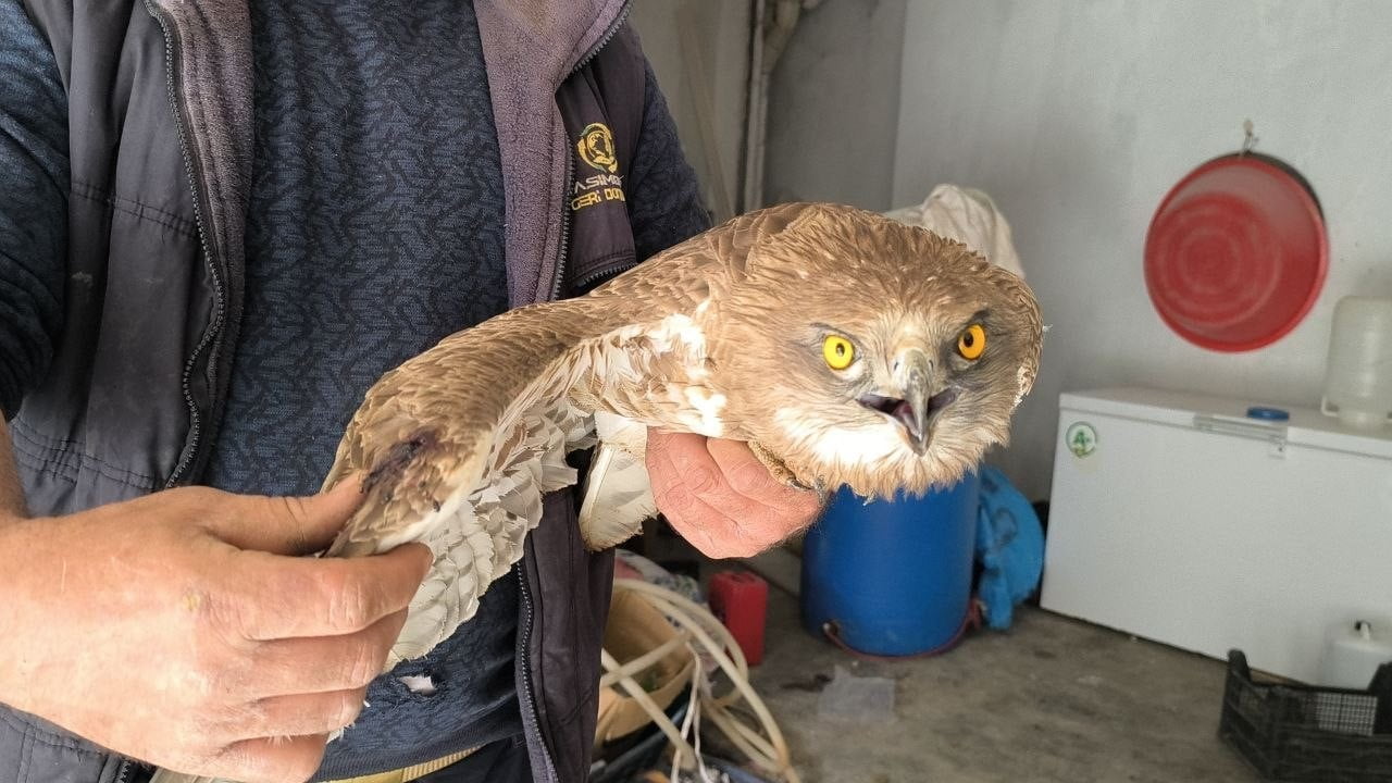 BATMAN'IN GERCÜŞ İLÇESİNDE BAĞ BUDAMASI YAPTIĞI SIRADA KANADINDAN VURULMUŞ VE BİTKİN HALDE BİR...