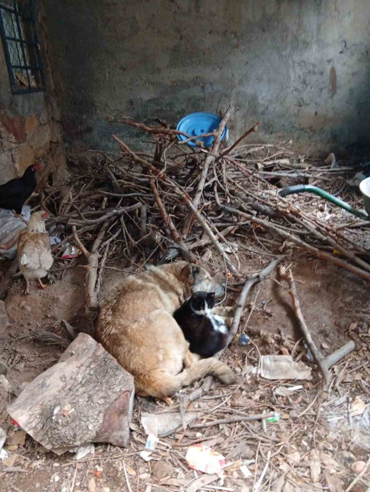 BATMAN’IN SASON İLÇESİNDE SOĞUK HAVADA ÜŞÜYEN KEDİ İLE KÖPEĞİN BİRBİRİNE SARILARAK UYUMASI...