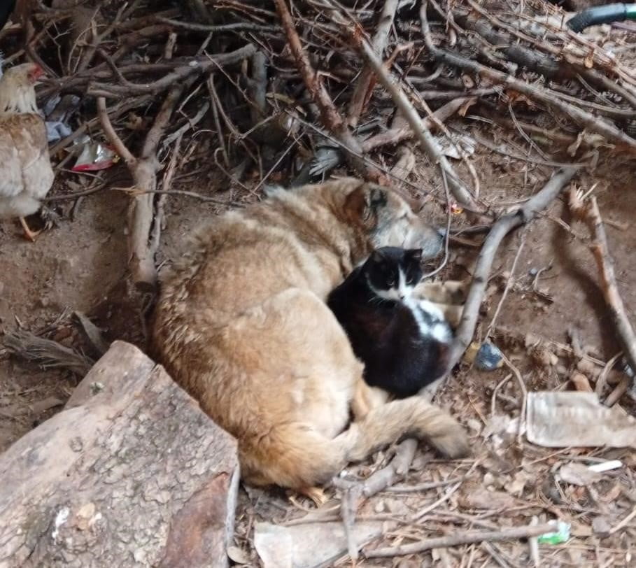 BATMAN’IN SASON İLÇESİNDE SOĞUK HAVADA ÜŞÜYEN KEDİ İLE KÖPEĞİN BİRBİRİNE SARILARAK UYUMASI...