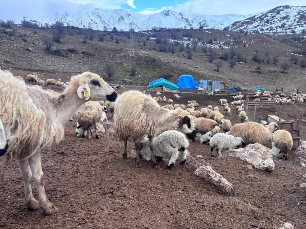 BAYBURT’TA KÜÇÜKBAŞ HAYVANCILIĞA DESTEK BAŞVURULARI BAŞLADI