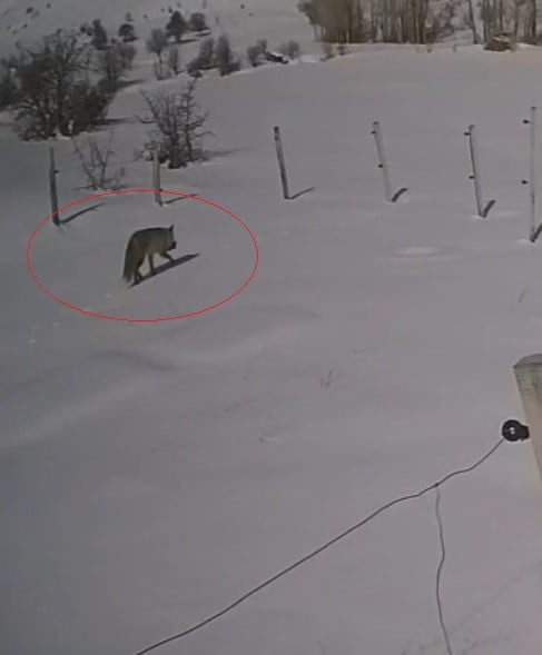 BAYBURT’TA VAŞAKTAN SONRA BU KEZ TİLKİ TAVŞAN AVLADI