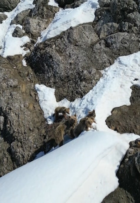 BİNGÖL'DE KIŞ UYKUSUNDAN UYANARAK KARLA KAPLI ARAZİDE DOLAŞAN AYI VE ÜÇ YAVRUSU DRON İLE...
