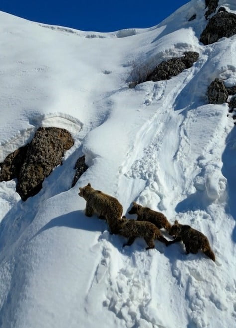BİNGÖL'DE KIŞ UYKUSUNDAN UYANARAK KARLA KAPLI ARAZİDE DOLAŞAN AYI VE ÜÇ YAVRUSU DRON İLE...