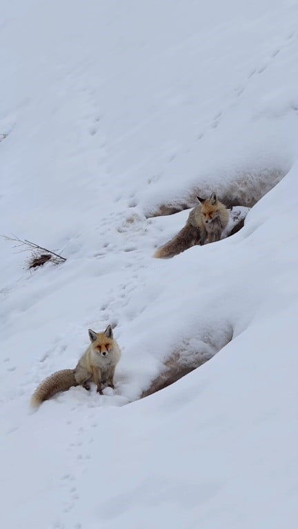 BİNGÖL'ÜN KARLA KAPLI DAĞLARINDA DRONE İLE GÖRÜNTÜLENEN KIZIL TİLKİ, DOĞAL YAŞAMIN EŞSİZ...