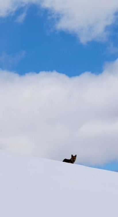 BİNGÖL'ÜN KARLA KAPLI DAĞLARINDA DRONE İLE GÖRÜNTÜLENEN KIZIL TİLKİ, DOĞAL YAŞAMIN EŞSİZ...