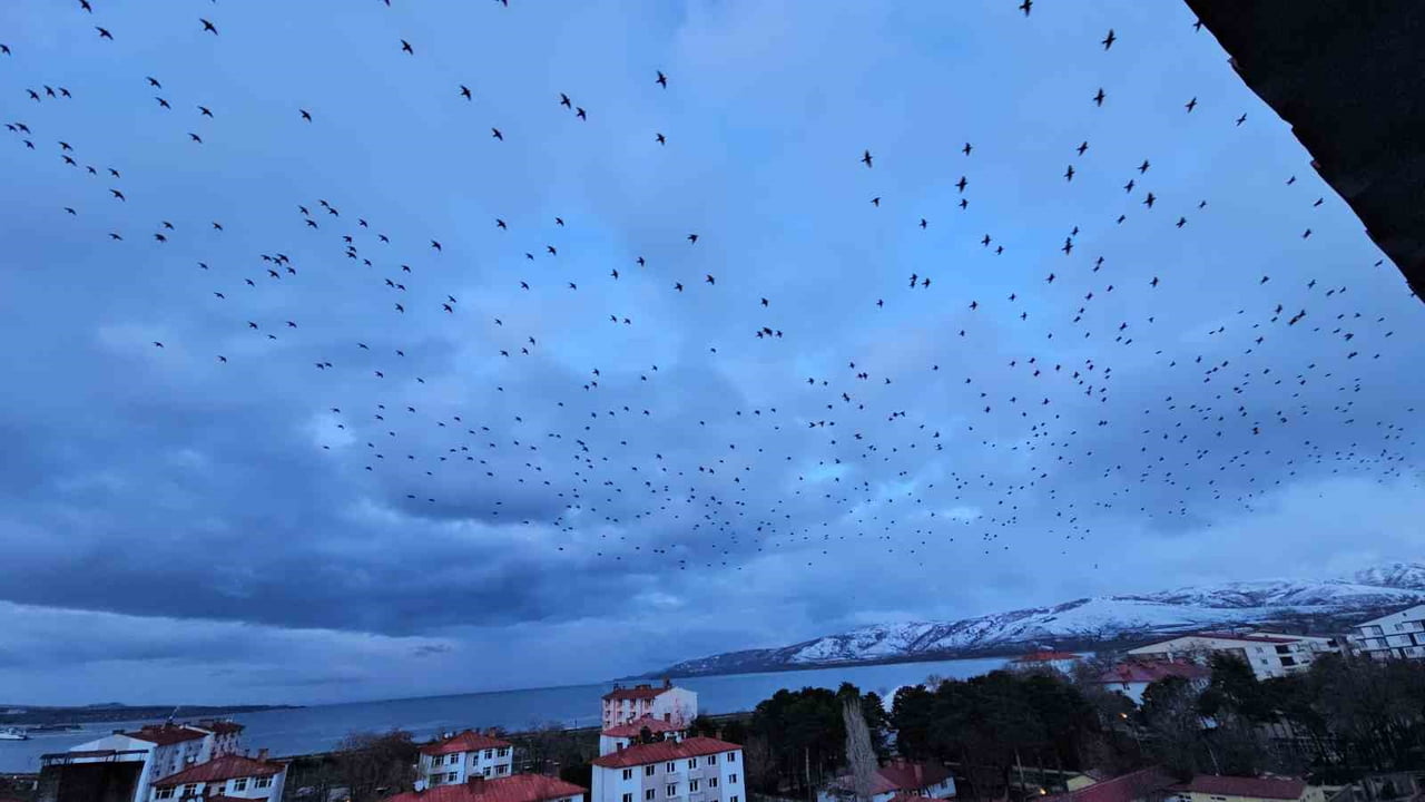 BİTLİS'İN TATVAN İLÇESİNDE AKŞAM SAATLERİNE DOĞRU GÖKYÜZÜNDE BELİREN BİNLERCE SIĞIRCIK...