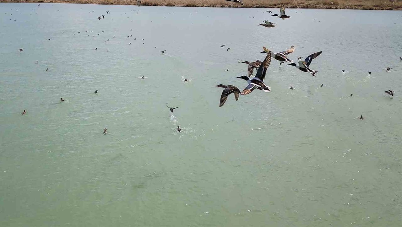 BİTLİS’İN ADİLCEVAZ, AHLAT VE TATVAN SINIRLARI İÇİNDE BULUNAN VAN GÖLÜ HAVZASINDA NESLİ TEHLİKE...