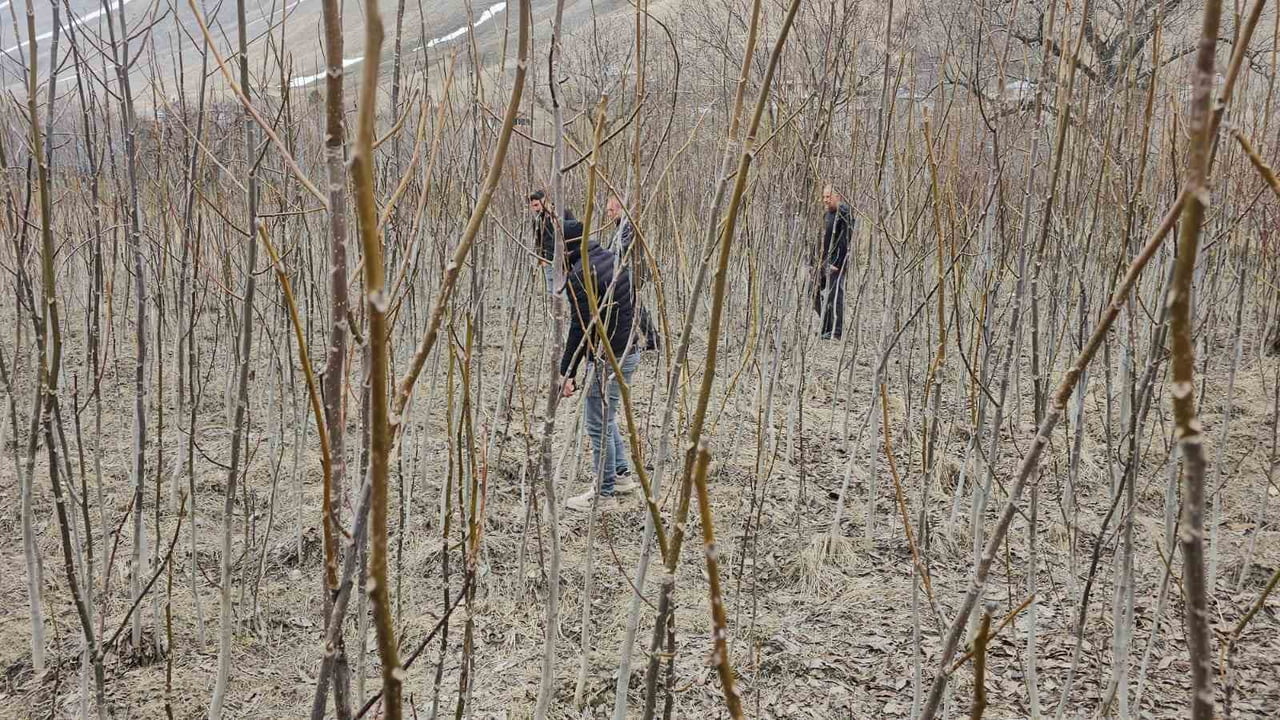 BİTLİS’İN ADİLCEVAZ İLÇESİNDE KENDİ HAS AROMASI VE YÜKSEK VERİMİYLE BİLİNEN ADİLCEVAZ CEVİZİNİN...