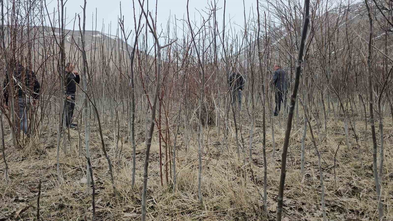 BİTLİS’İN ADİLCEVAZ İLÇESİNDE KENDİ HAS AROMASI VE YÜKSEK VERİMİYLE BİLİNEN ADİLCEVAZ CEVİZİNİN...