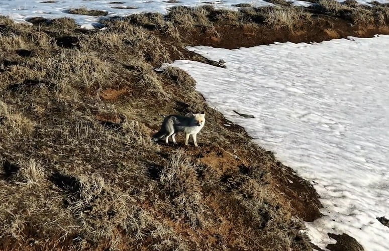BİTLİS’İN AHLAT İLÇESİNDE KARLA KAPLI ARAZİDE YİYECEK ARAYAN BİR TİLKİ, DRON KAMERASINA...