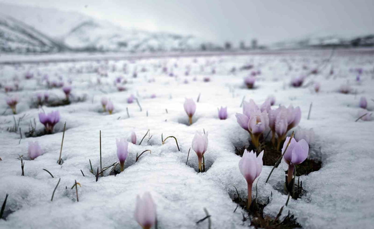 BİTLİS’İN TATVAN İLÇESİNDEKİ GÜZELDERE VADİSİ’NDE AÇAN ÇİĞDEM ÇİÇEKLERİ, YENİDEN ETKİLİ OLAN KAR...
