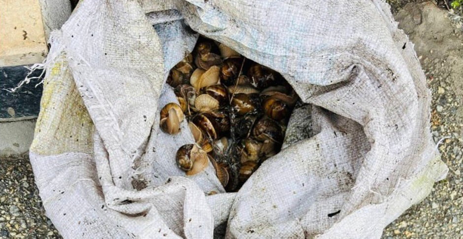 BOLU’DA İZİNSİZ ŞEKİLDE TOPLANDIĞI TESPİT EDİLEN 16 KİLOGRAM SALYANGOZ, EKİPLER TARAFINDAN DOĞAL...