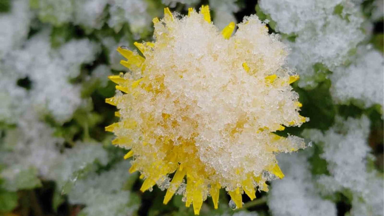 BOLU’NUN MUDURNU İLÇESİNDE BAHAR AYINDA AÇAN ÇİÇEKLER, ETKİLİ OLAN KAR YAĞIŞIYLA BEYAZA...