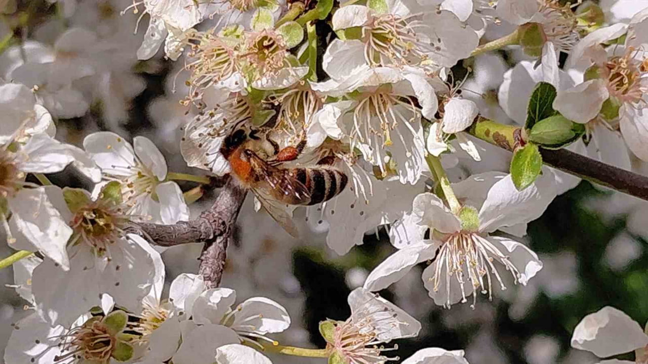 BOLU’NUN MUDURNU İLÇESİNDE HAVALARIN ANİ ISINMASIYLA BİRLİKTE ÇİÇEKLER AÇTI. DÖRT AYLIK KIŞ...