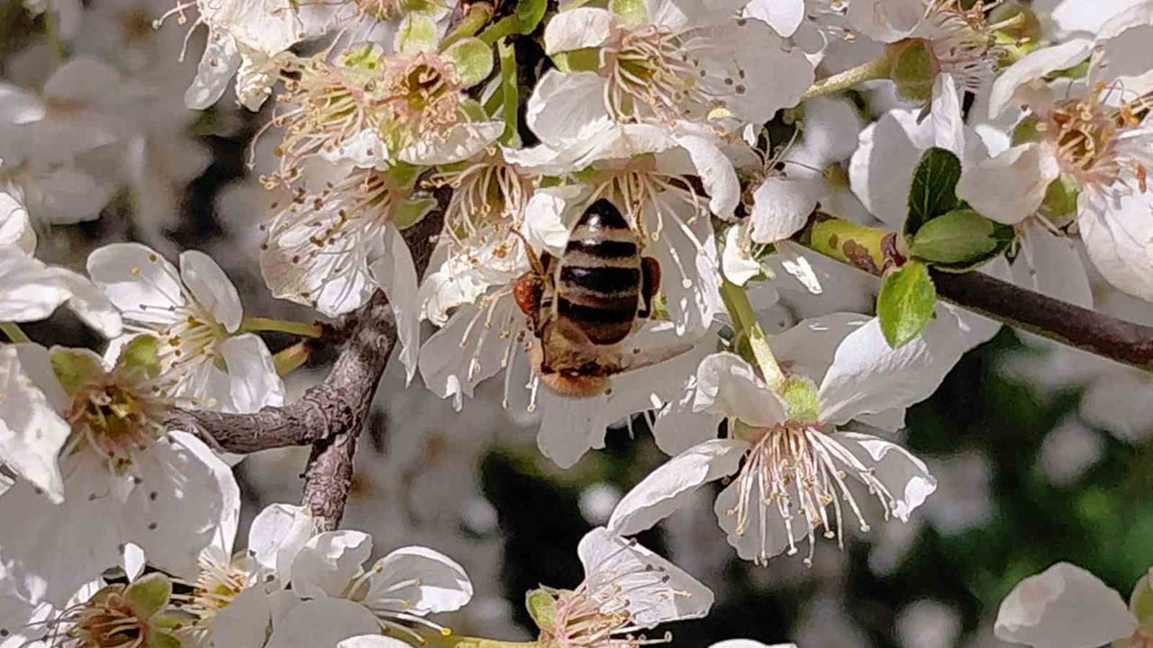 BOLU’NUN MUDURNU İLÇESİNDE HAVALARIN ANİ ISINMASIYLA BİRLİKTE ÇİÇEKLER AÇTI. DÖRT AYLIK KIŞ...