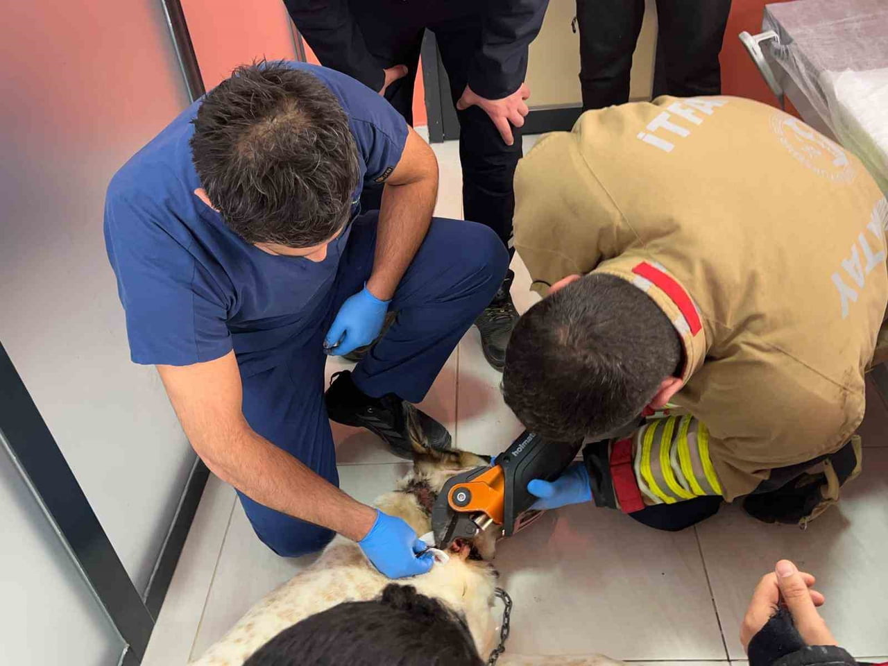 BOYNUNA ZİNCİR SIKIŞAN KÖPEĞİN İMDADINA İTFAİYE YETİŞTİ