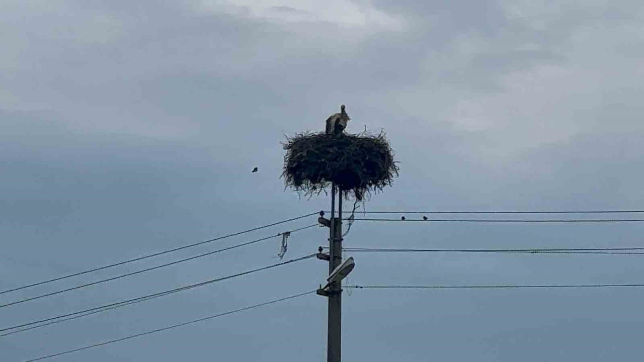 BOZDOĞAN’DA BAHARIN MÜJDECİSİ LEYLEKLER YUVALARINA DÖNDÜ
