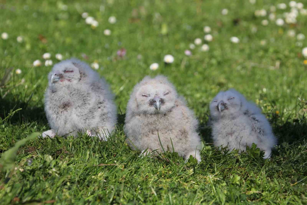 BU YIL YUMURTADAN ÇIKAN 3 YAVRUYA PAMUK (ORTA), ATEŞ (SAĞDA) VE PUSU (SOLDA) İSİMLERİ...