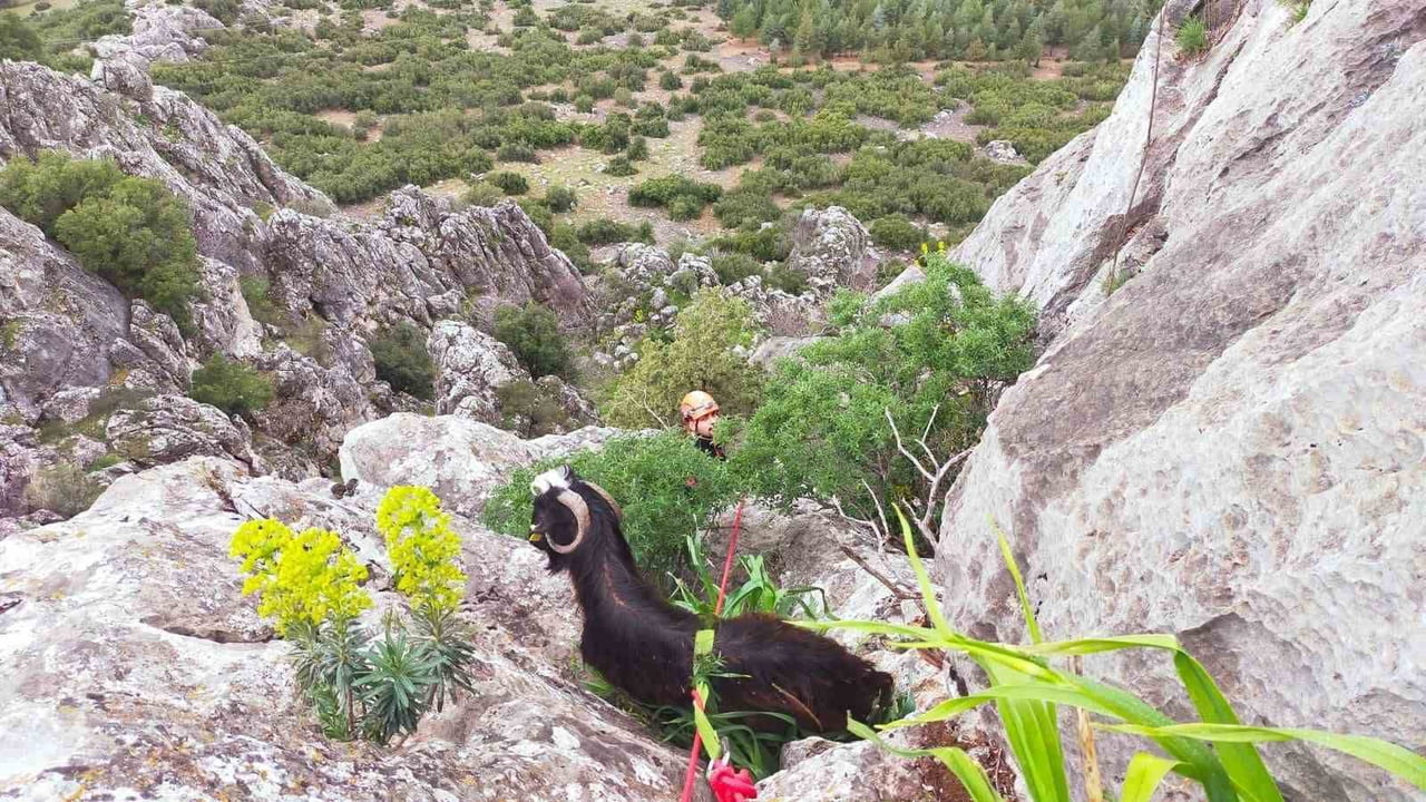 BURDUR'UN ÇELTİKÇİ İLÇESİNDE DAĞLIK ALANDA MAHSUR KALAN KEÇİ, EKİPLERCE KURTARILARAK SAHİBİNE...