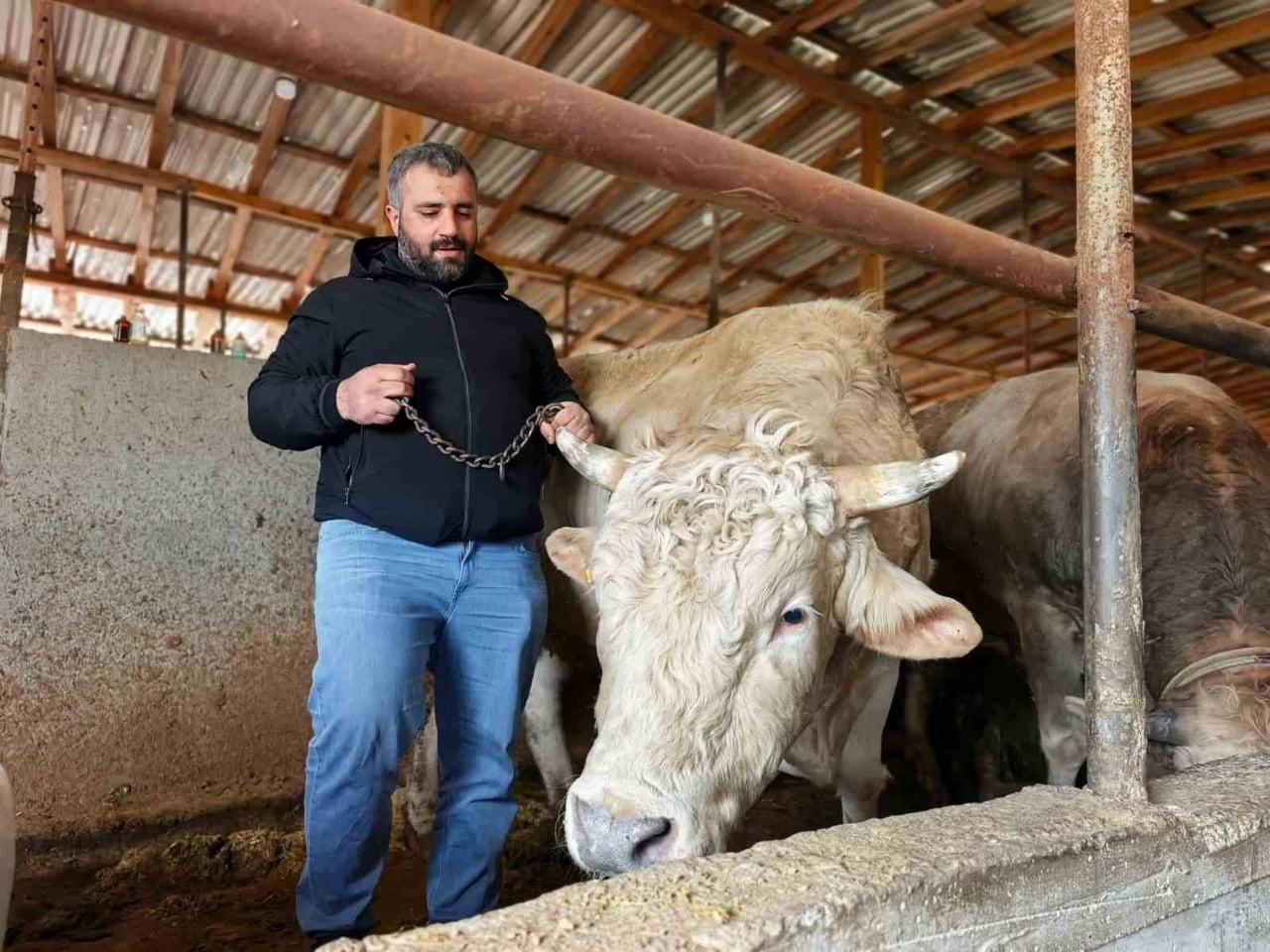 BURSA'DA KURBANLIK HAYVAN SATIŞI YAPILAN ÇİFTLİKTEKİ, BİR TON 100 KİLO AĞIRLIĞINDAKİ 'PAŞA' İSMİ...