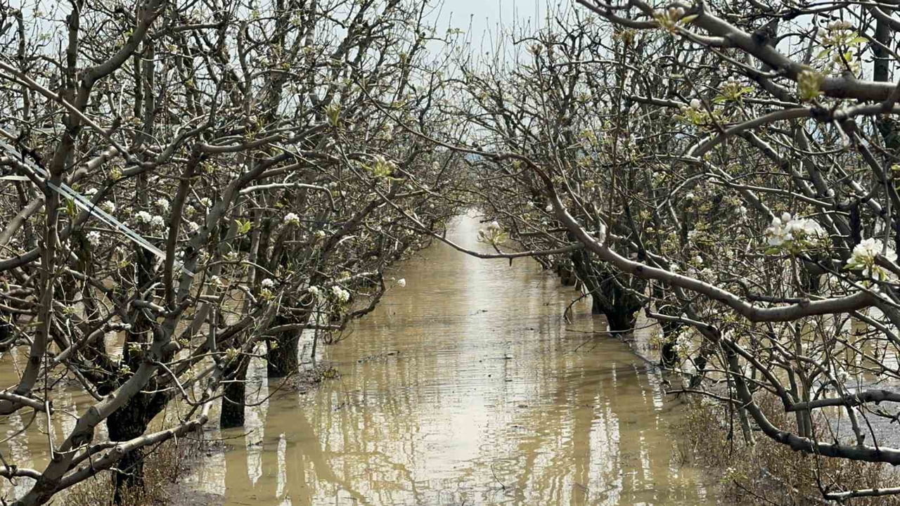 BURSA'NIN GÜRSU İLÇESİNDE YÜZLERCE DÖNÜM ŞEFTALİ VE ARMUT BAHÇESİ SU ALTINDA KALIRKEN, ÇİFTÇİLER...