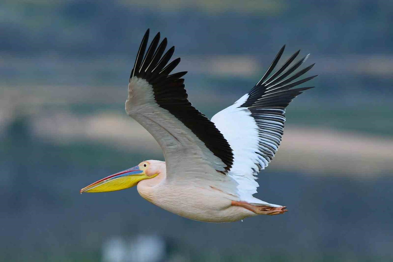 BURSA'NIN İNEGÖL İLÇESİNDEKİ BOĞAZKÖY BARAJI, BAHAR MEVSİMİNİN GELMESİ İLE PELİKANLARA DA EV...