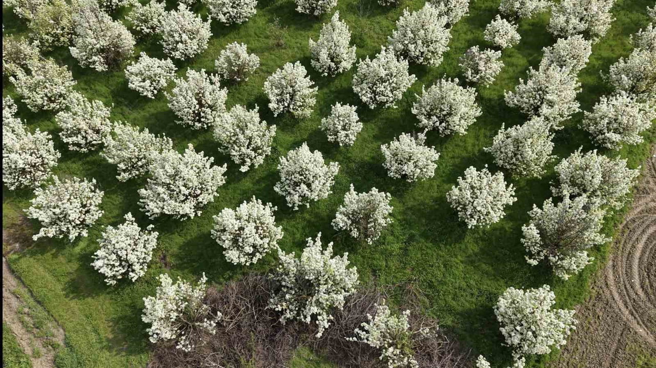 BURSA’NIN İNEGÖL İLÇESİNDE BAHARIN GELİŞİYLE BİRLİKTE ÇİÇEK AÇAN MEYVE AĞAÇLARI ADETA GÖRSEL ŞÖLEN...