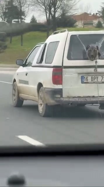 BURSA’NIN İNEGÖL İLÇESİNDE SEYİR HALİNDE OLAN BİR KAMYONETİN KIRIK CAMINDAN KAFASINI ÇIKARAN...