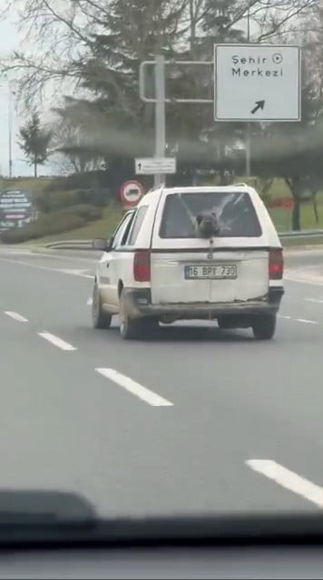 BURSA’NIN İNEGÖL İLÇESİNDE SEYİR HALİNDE OLAN BİR KAMYONETİN KIRIK CAMINDAN KAFASINI ÇIKARAN...