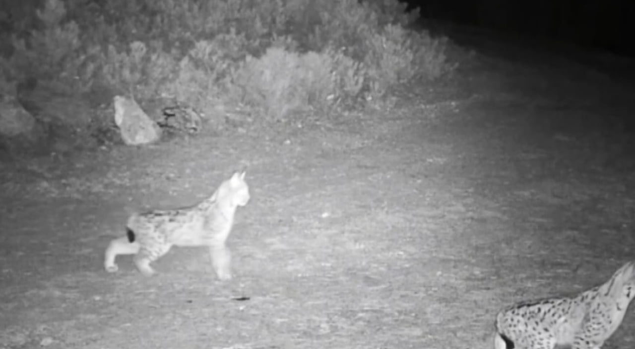 ÇANKIRI'DA DOĞAYA YERLEŞTİRİLEN FOTOKAPAN KAMERALAR, NESLİ TÜKENME TEHLİKESİ ALTINDAKİ VAŞAKLARI...