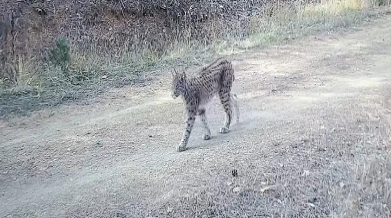 ÇANKIRI'DA DOĞAYA YERLEŞTİRİLEN FOTOKAPAN KAMERALAR, NESLİ TÜKENME TEHLİKESİ ALTINDAKİ VAŞAKLARI...