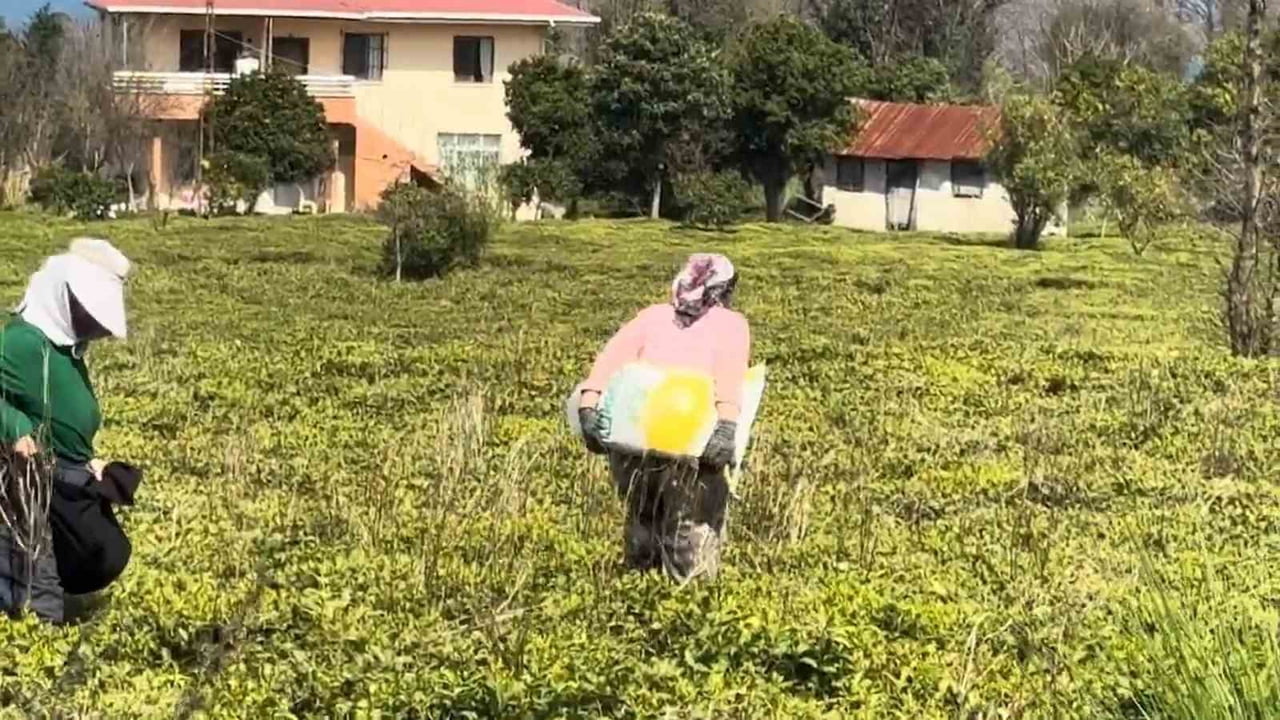 ÇAY ÜRETİCİLERİ YAKLAŞAN ÇAY SEZONU ÖNCESİNDE TÜM HAZIRLIKLARINI TAMAMLAYARAK SEZONA EKSİKSİZ...