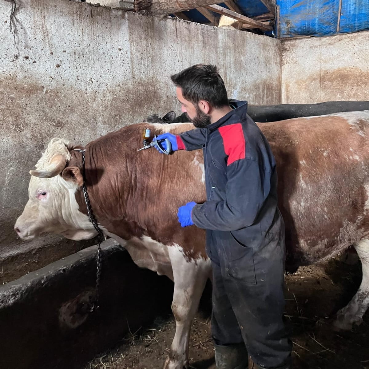 ÇAYIRLI’DA BÜYÜKBAŞ HAYVANLARA AŞILAMA ÇALIŞMASI SÜRÜYOR