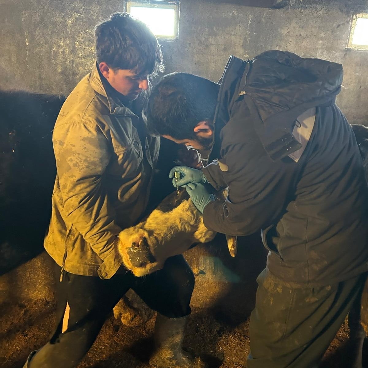 ÇAYIRLI’DA BÜYÜKBAŞ HAYVANLARA AŞILAMA ÇALIŞMASI SÜRÜYOR