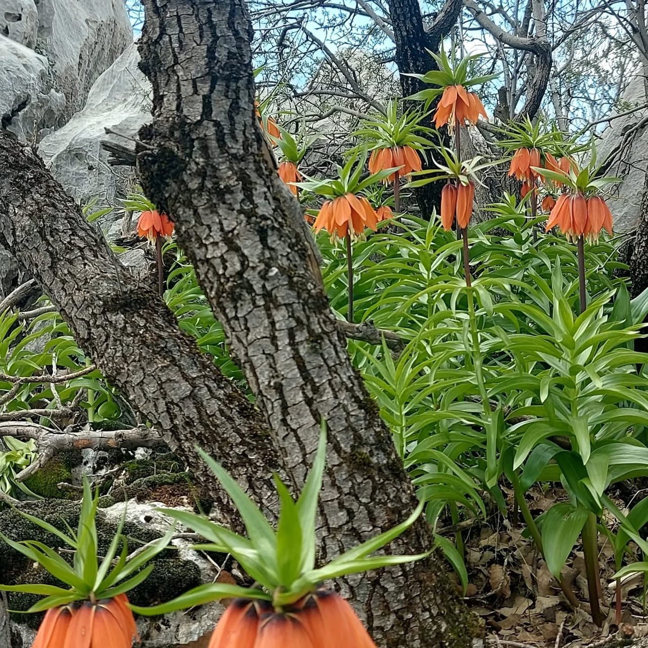ÇERMİK İLÇESİNDE İLKBAHARDA AÇAN TERS LALELER, YÖRE HALKI TARAFINDAN PÜRDİKKAT KORUNUYOR.
