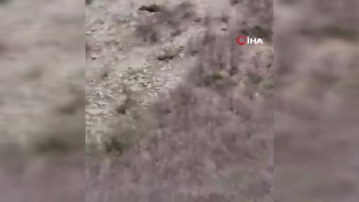 Çoban köpeğinin ayıyı kovaladı anlar kamerada