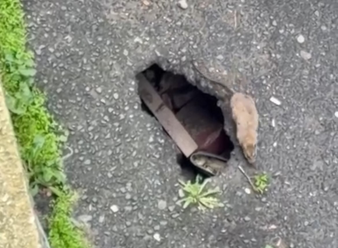 ÇORLU İLÇESİNDE BİR SOKAKTA ASFALT YOLUN ÇÖKMESİYLE FARELER ORTAYA ÇIKTI