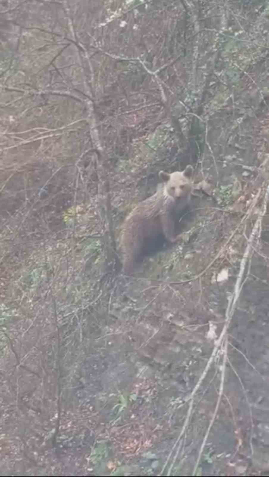CVR SİNOP’TA YAVRU AYI YOLDA GÖRÜNTÜLENDİ (FOTOĞRAFLI) MURAT ÇALIŞKAN SİNOP (İHA) - AYANCIK İLÇESİ...