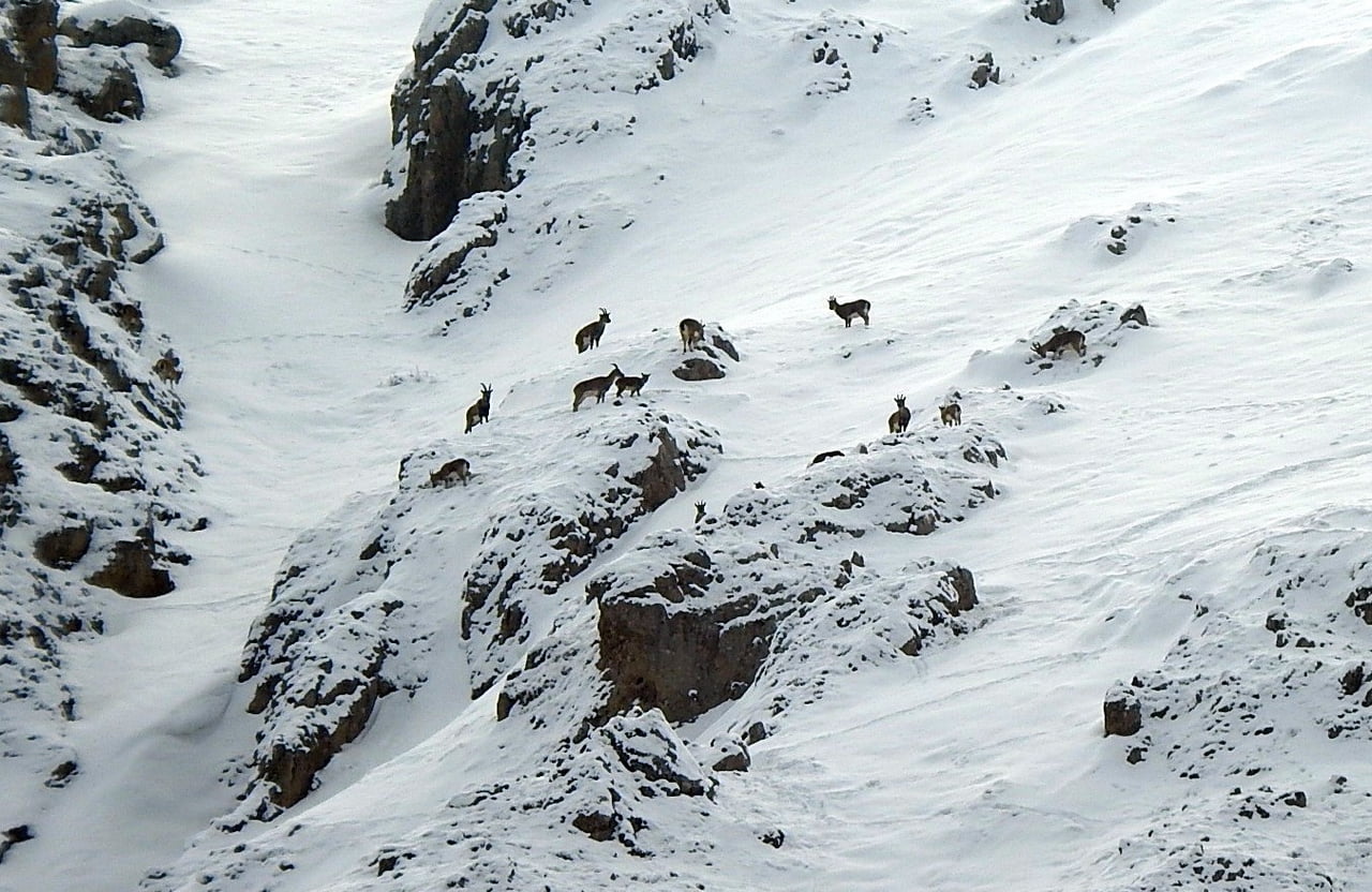 DAĞ KEÇİLERİ MUNZUR DAĞLARINA RENK KATIYOR