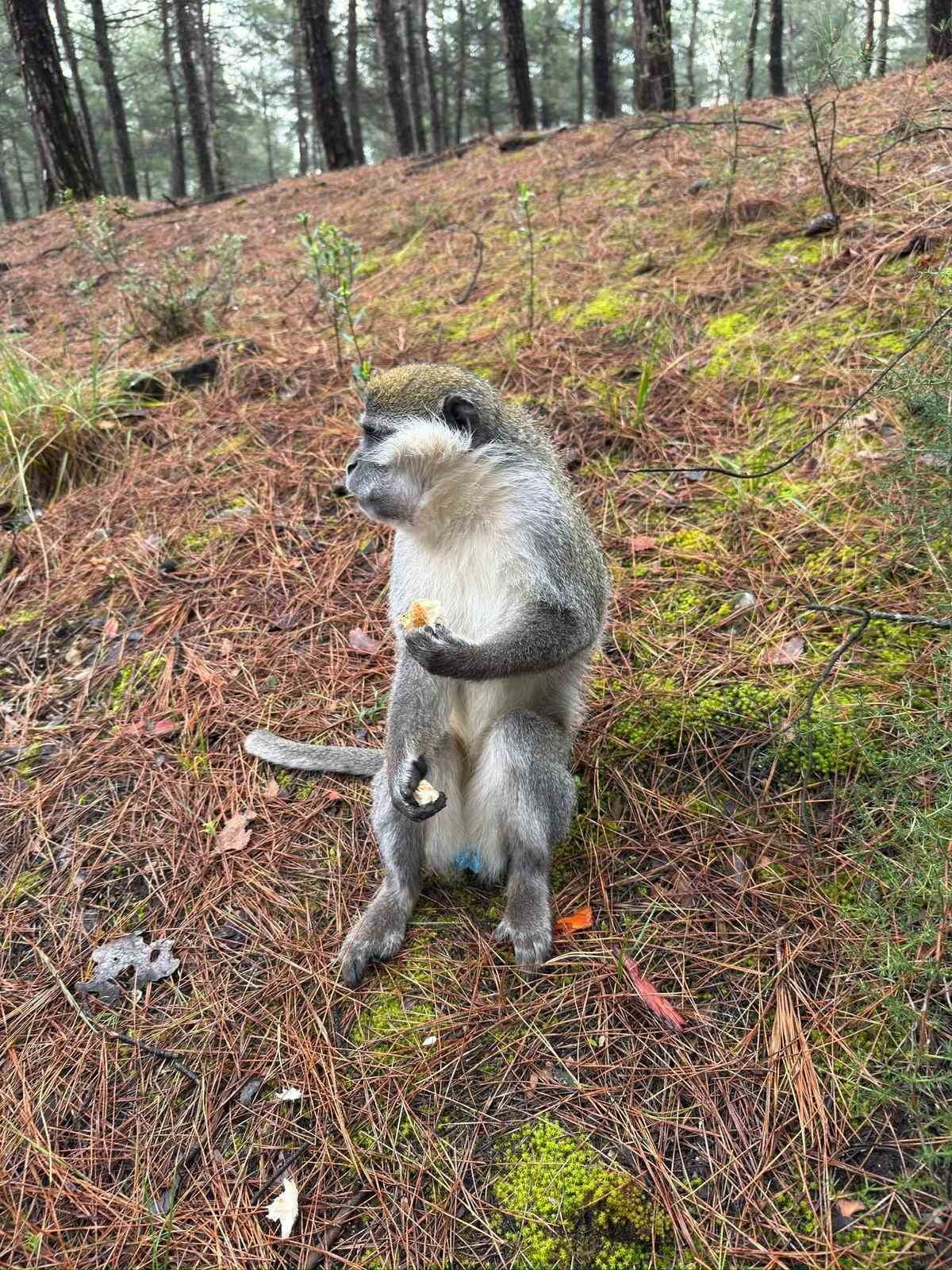 DENİZLİ’DE ARDI ARDINA GÖRÜLEN MAYMUNLARIN HİKAYESİ ORTAYA ÇIKTI. ÇİVRİL İLÇESİNDE GÖRÜLEN VE...
