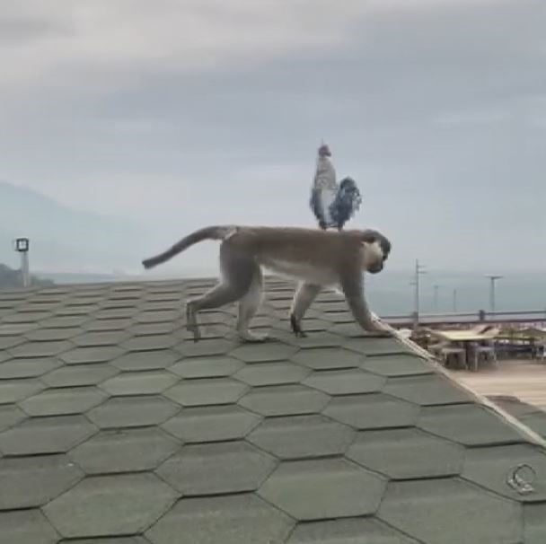 DENİZLİ’DE EN SON MANTAR TOPLAMAK İÇİN ORMANA GİDEN BİR VATANDAŞIN GÖRDÜĞÜNÜ MAYMUNLA İLGİLİ...