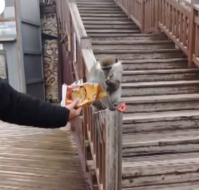 DENİZLİ’DE EN SON MANTAR TOPLAMAK İÇİN ORMANA GİDEN BİR VATANDAŞIN GÖRDÜĞÜNÜ MAYMUNLA İLGİLİ...